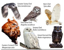 PREORDER: International Festival of Owls, Self-Striping or Solid yarn (Ships April 10)